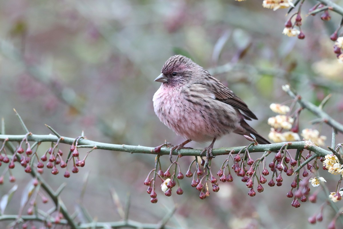 Pink-rumped Rosefinch - ML486369821