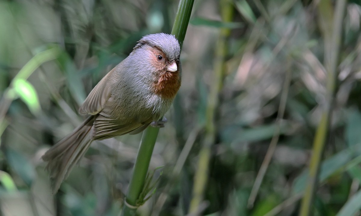 Rusty-throated Parrotbill - ML486370081