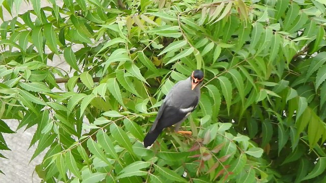 Bank Myna - ML486370091