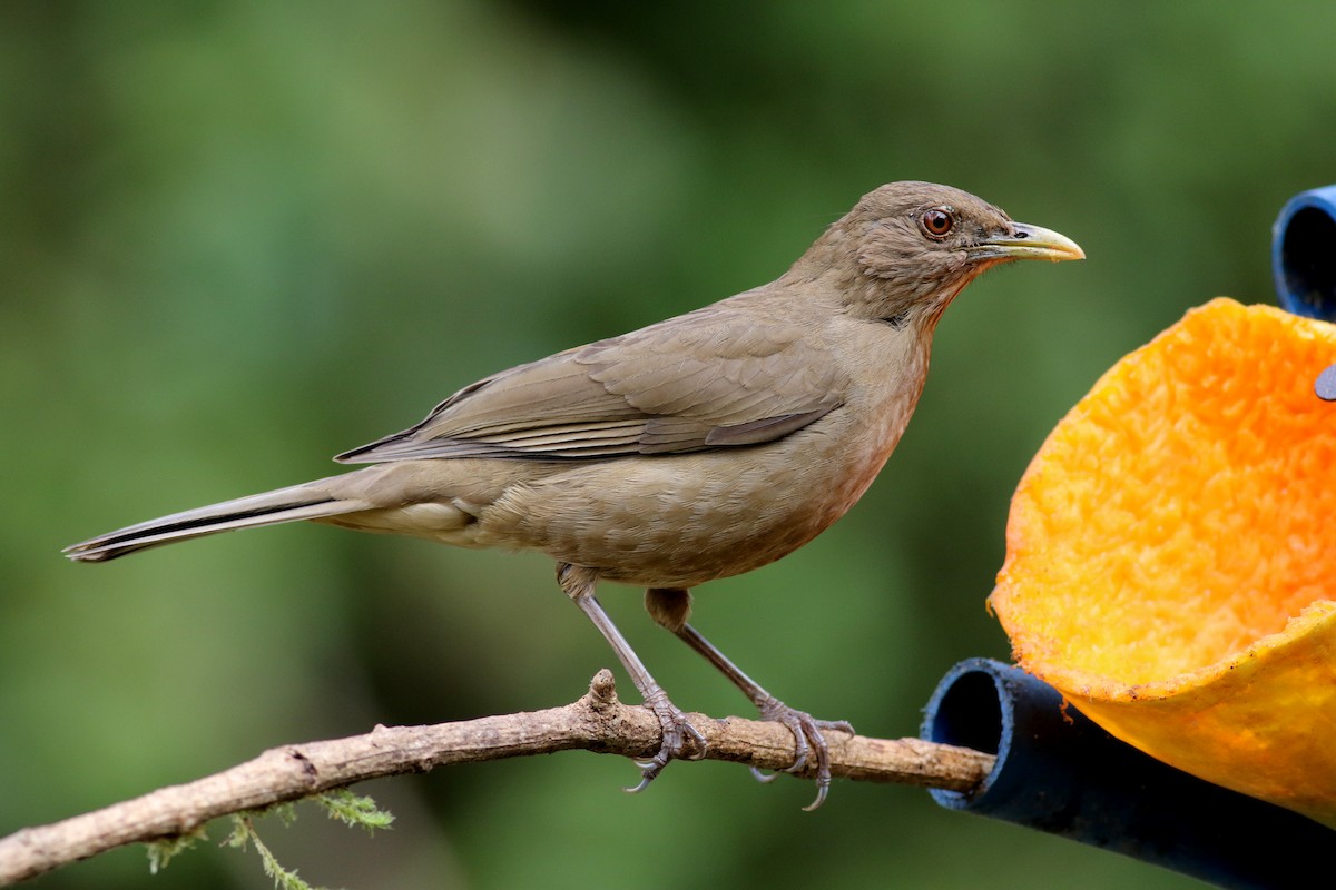 Clay-colored Thrush - ML48637031