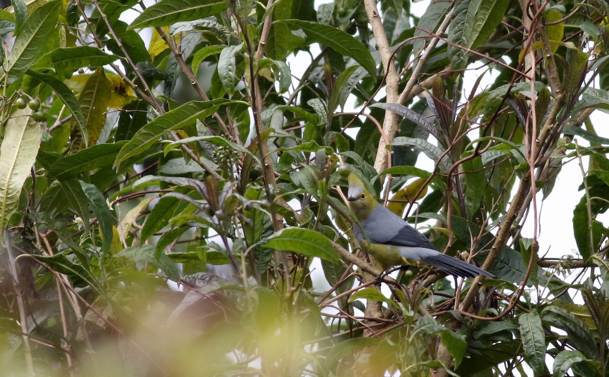 Long-tailed Silky-flycatcher - ML48637081