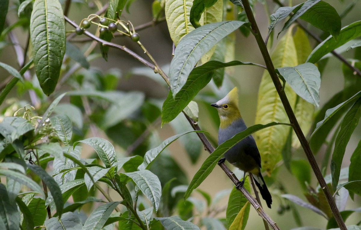 Long-tailed Silky-flycatcher - ML48637091