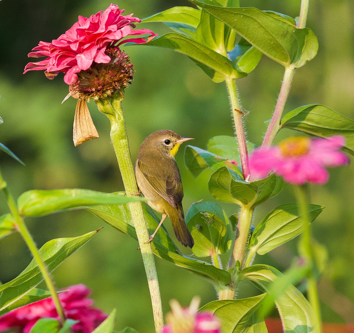 Common Yellowthroat - ML486371131