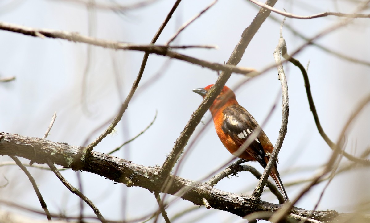 Flame-colored Tanager - ML48637361