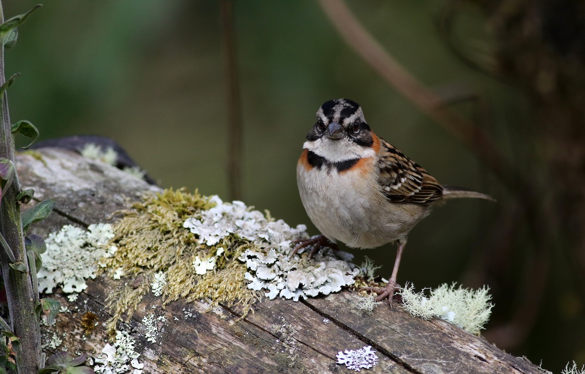 Rufous-collared Sparrow - ML48637371