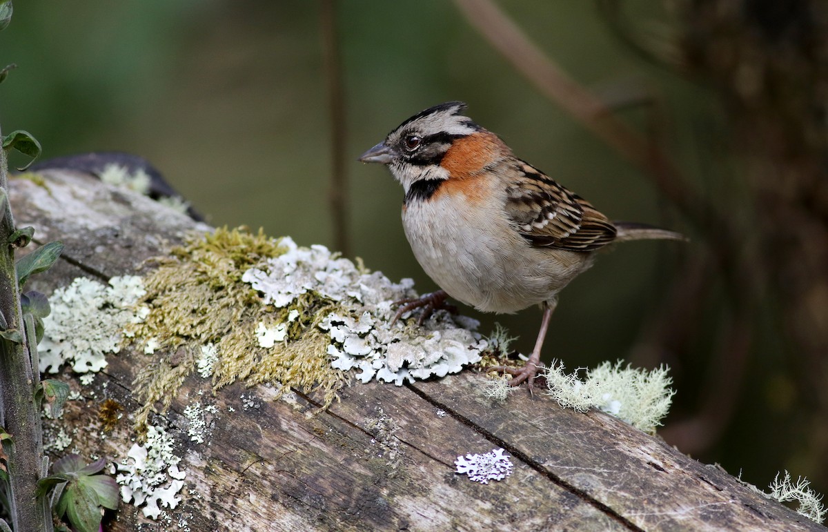 Rufous-collared Sparrow - ML48637381