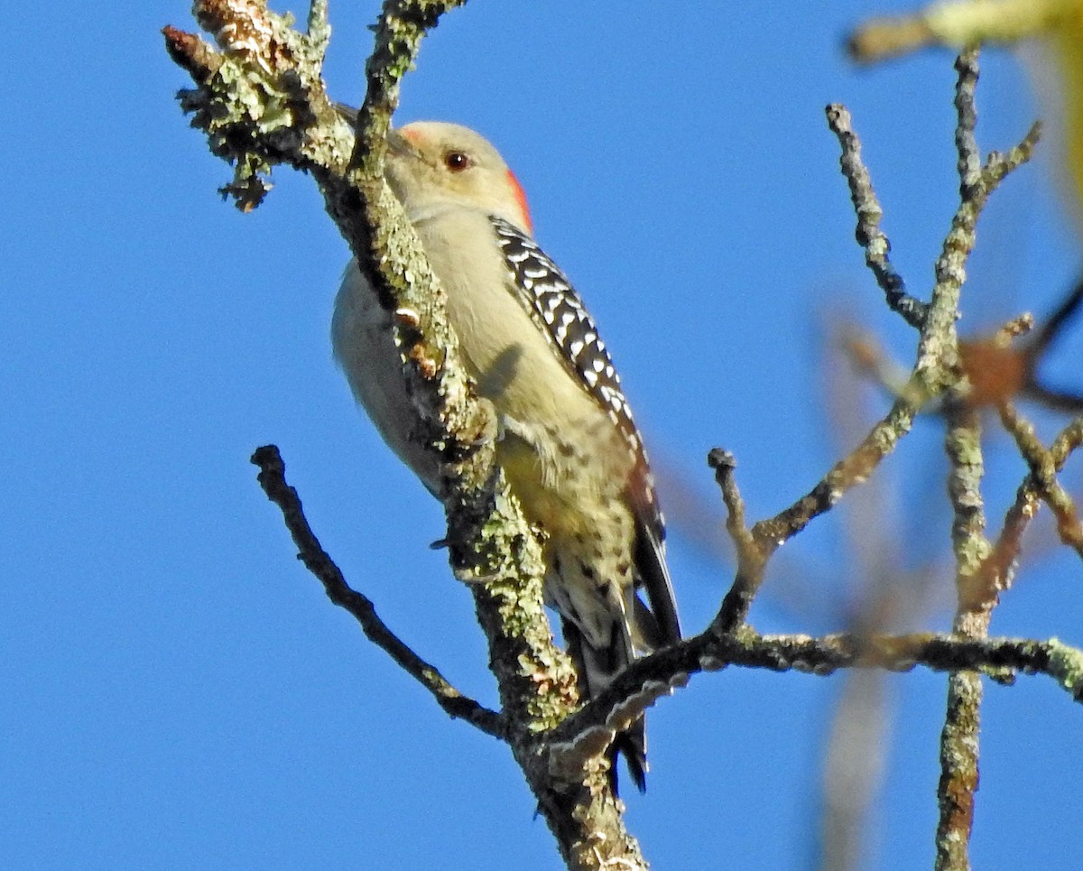 Red-bellied Woodpecker - ML486374181