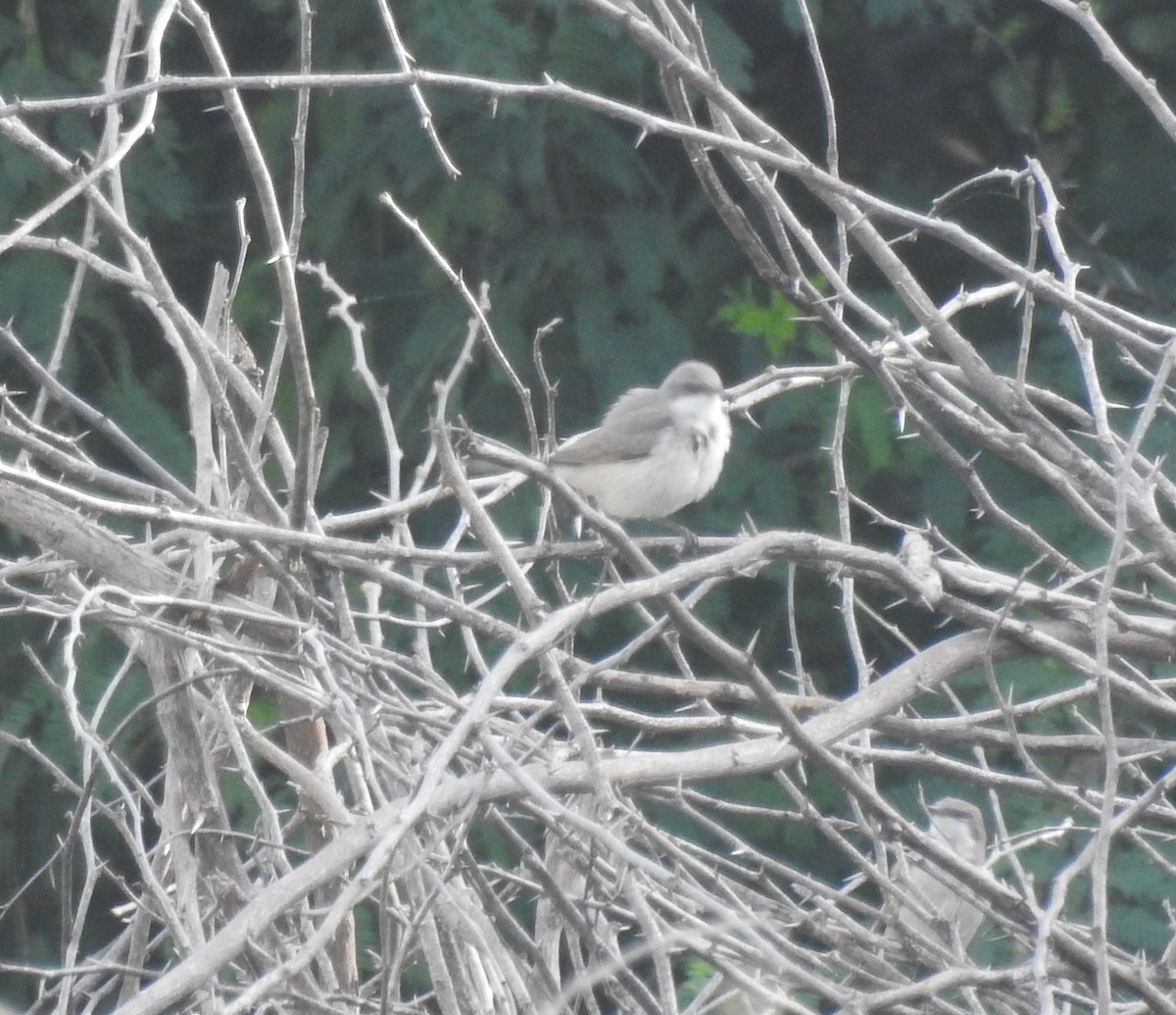 Lesser Whitethroat (Desert) - ML486374391