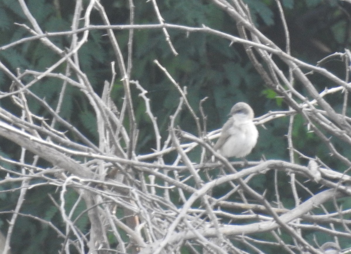 Lesser Whitethroat (Desert) - Praveen J