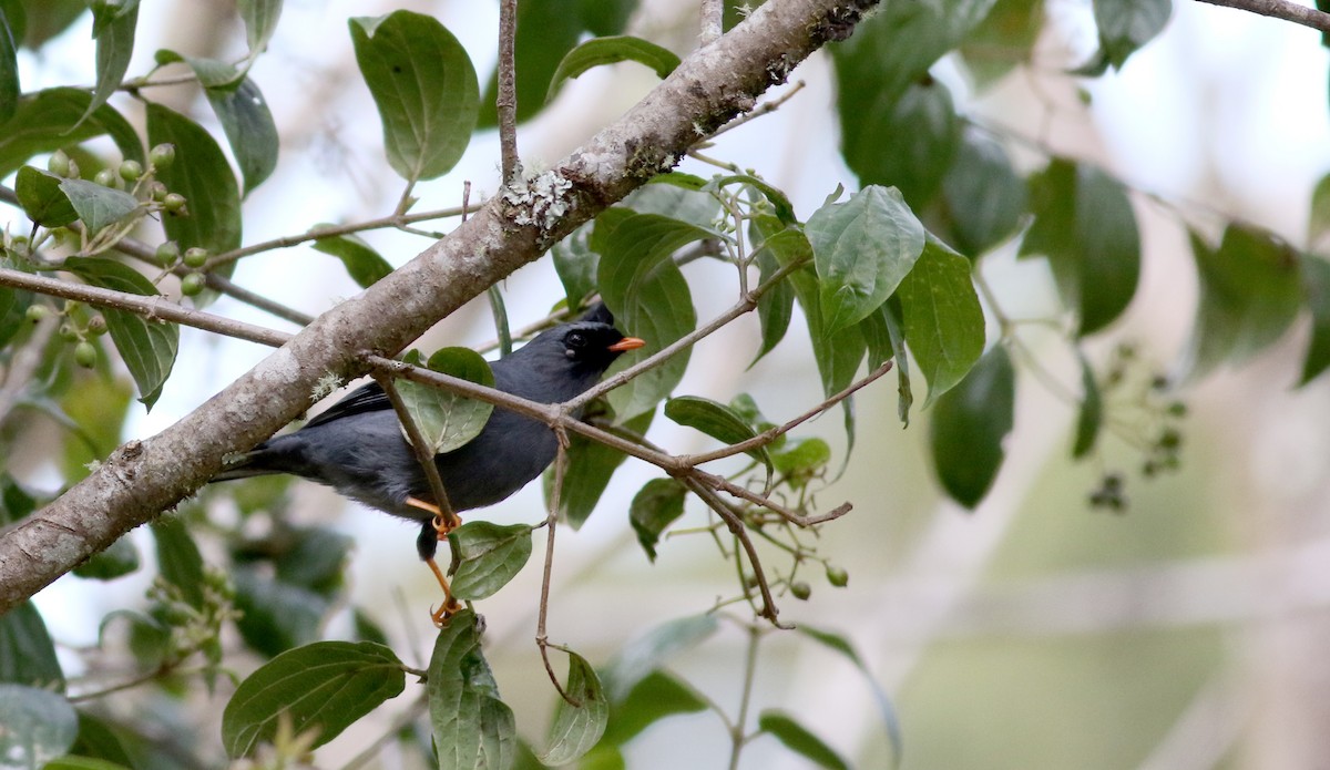 Black-faced Solitaire - ML48637441