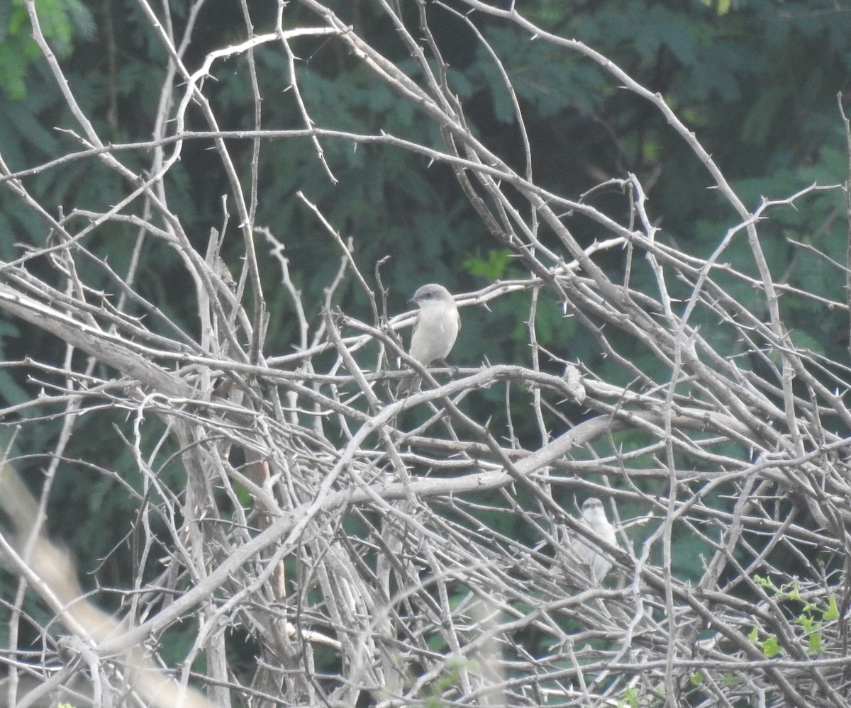 Lesser Whitethroat (Desert) - ML486374411