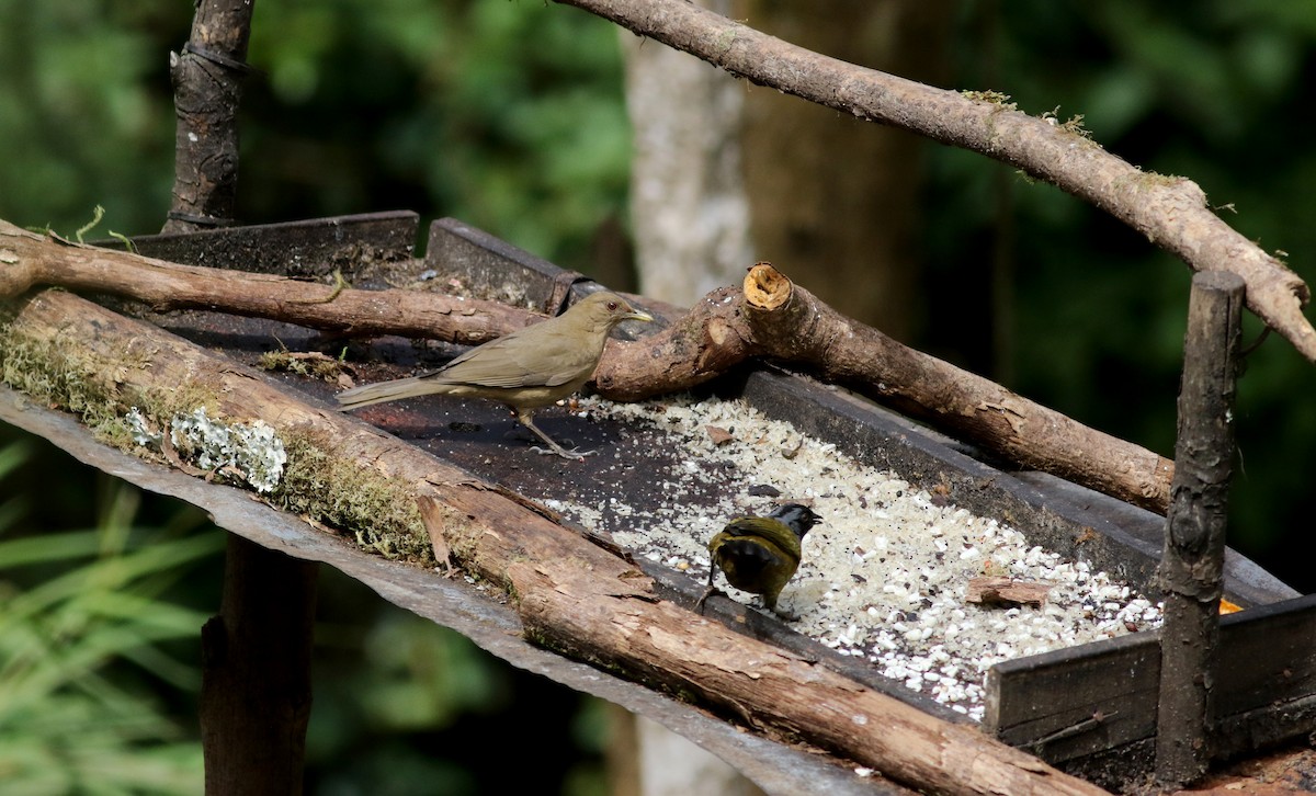 Clay-colored Thrush - ML48637471