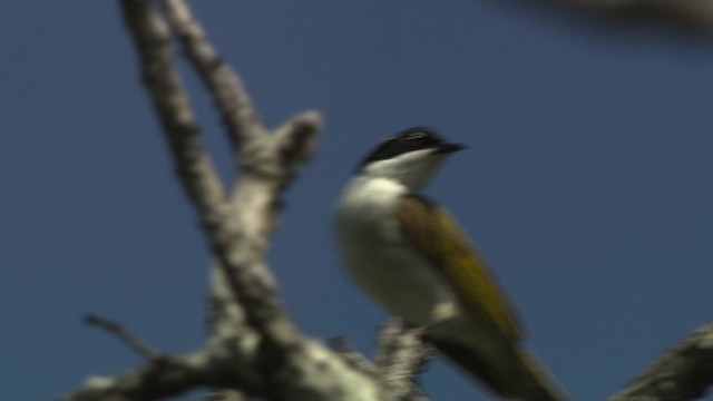 White-throated Honeyeater - ML486375