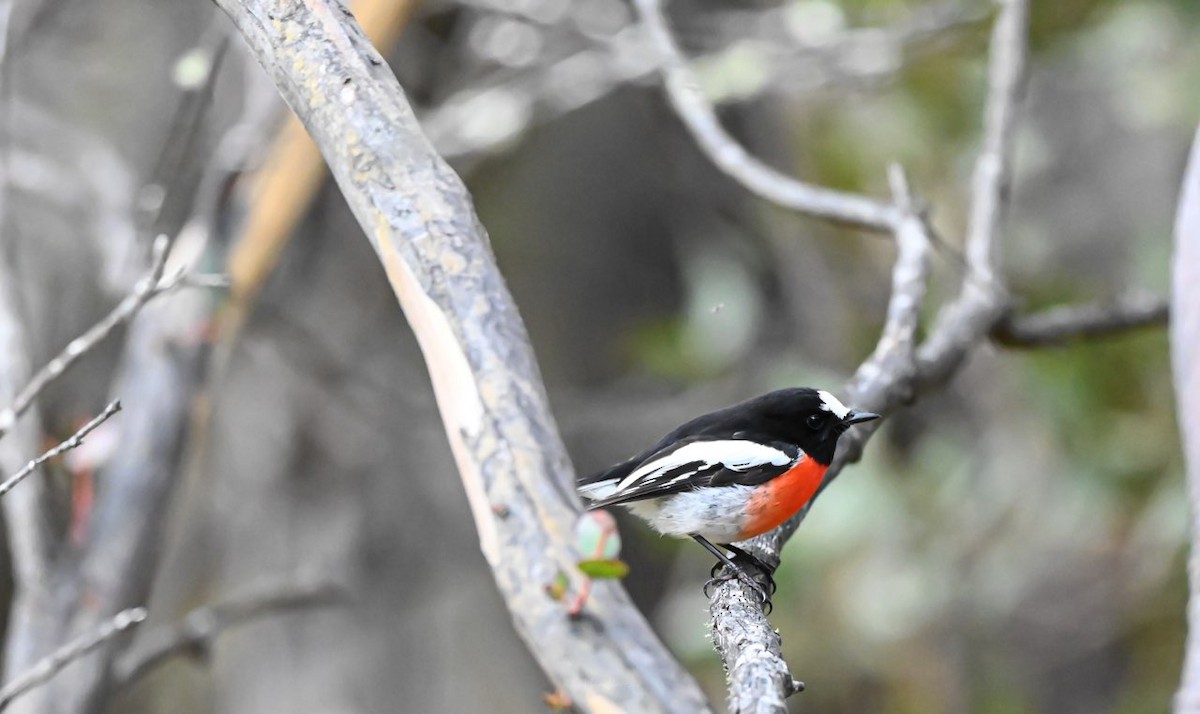 Scarlet Robin - ML486375161
