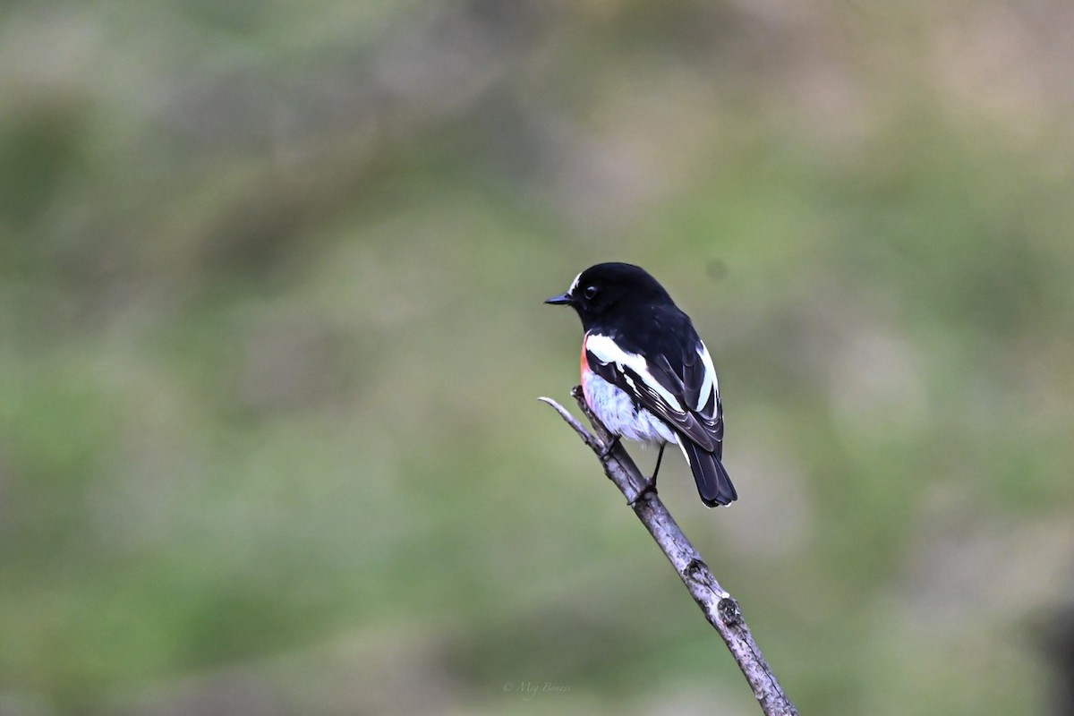 Scarlet Robin - ML486375171