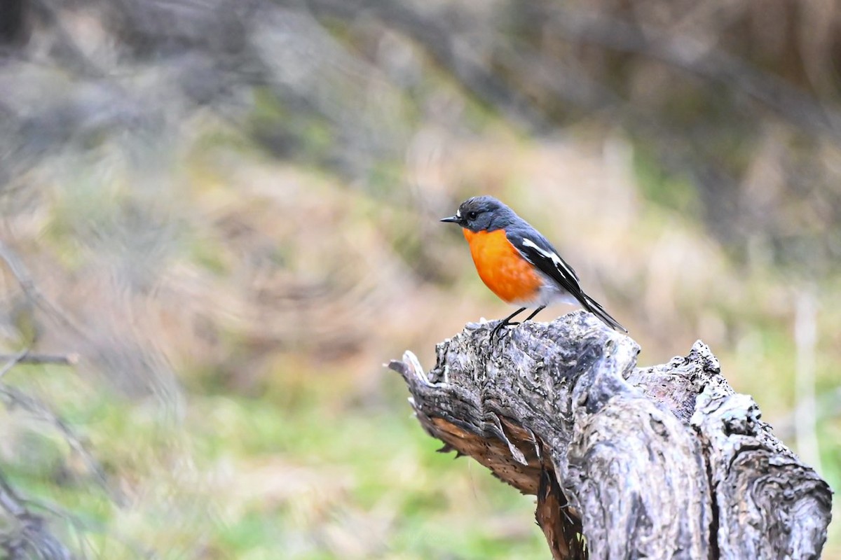 Flame Robin - ML486375291