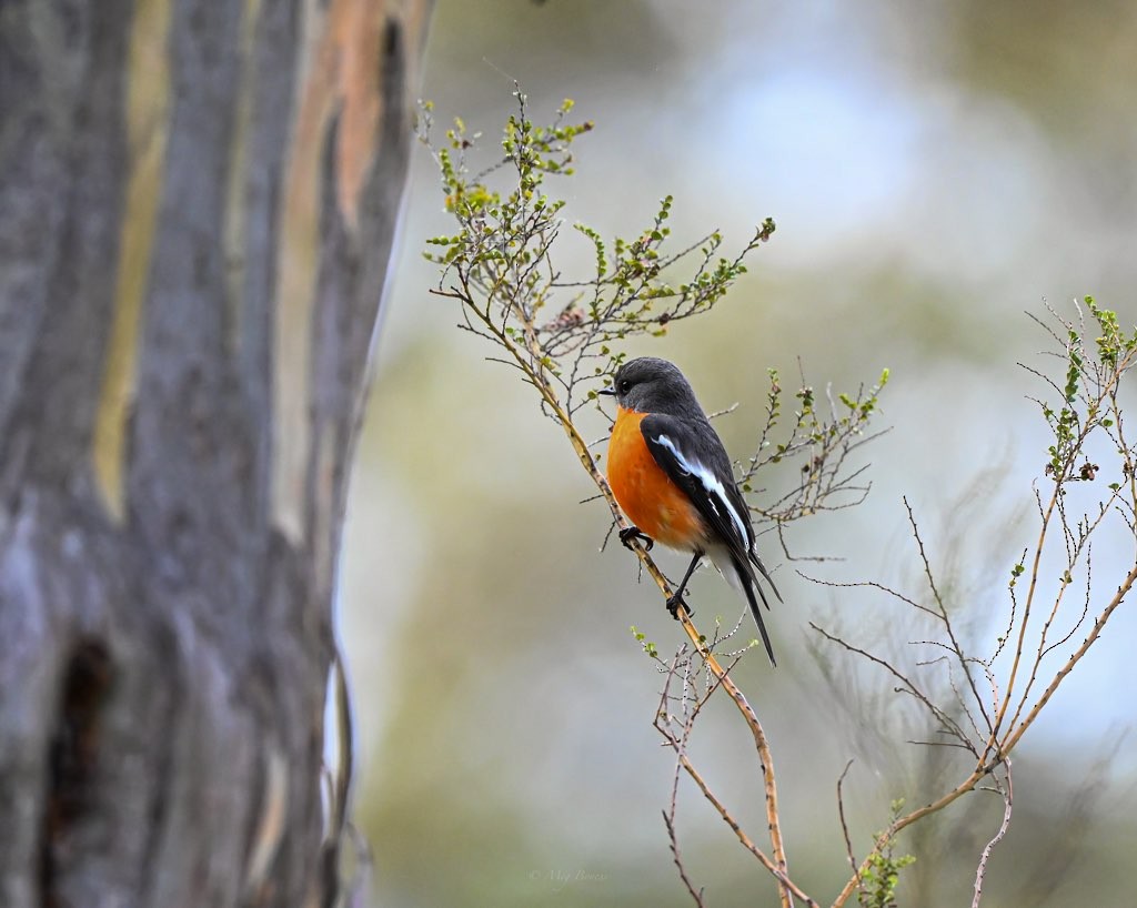 Flame Robin - ML486375301