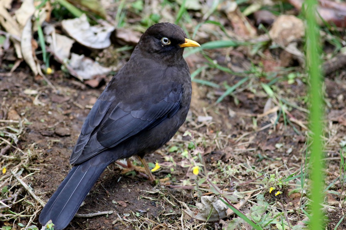 Sooty Thrush - ML48637641