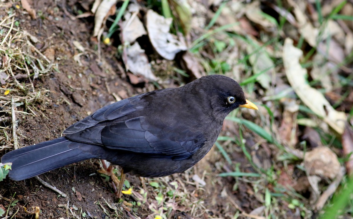 Sooty Thrush - ML48637651