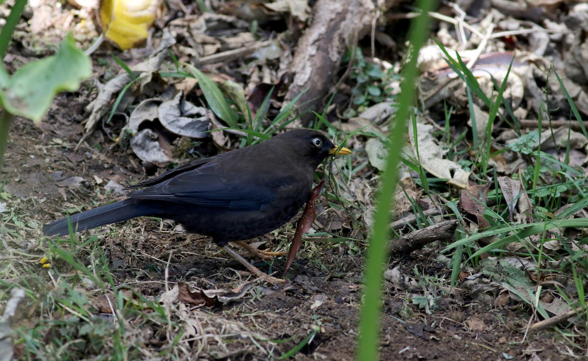 Sooty Thrush - ML48637671