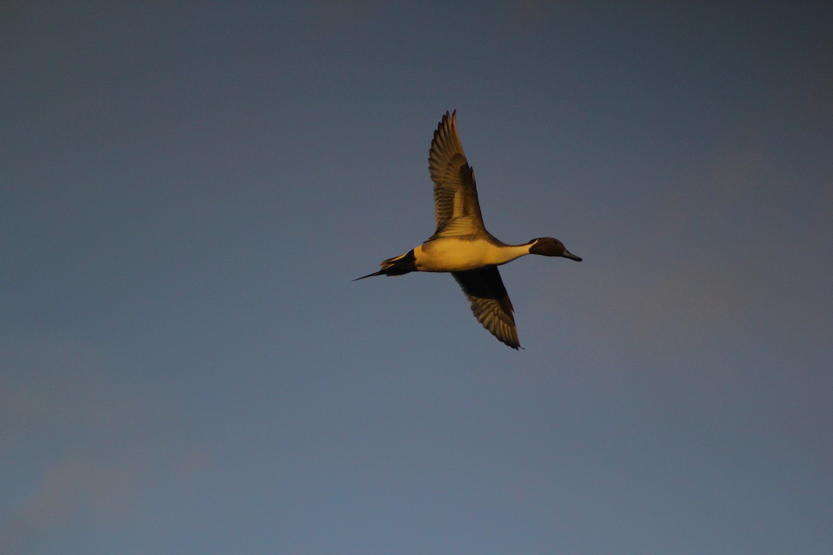 Northern Pintail - ML48637771