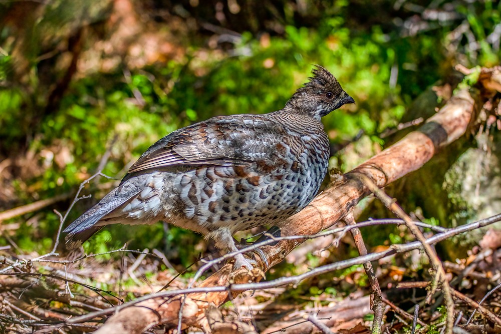 Hazel Grouse - ML486378121