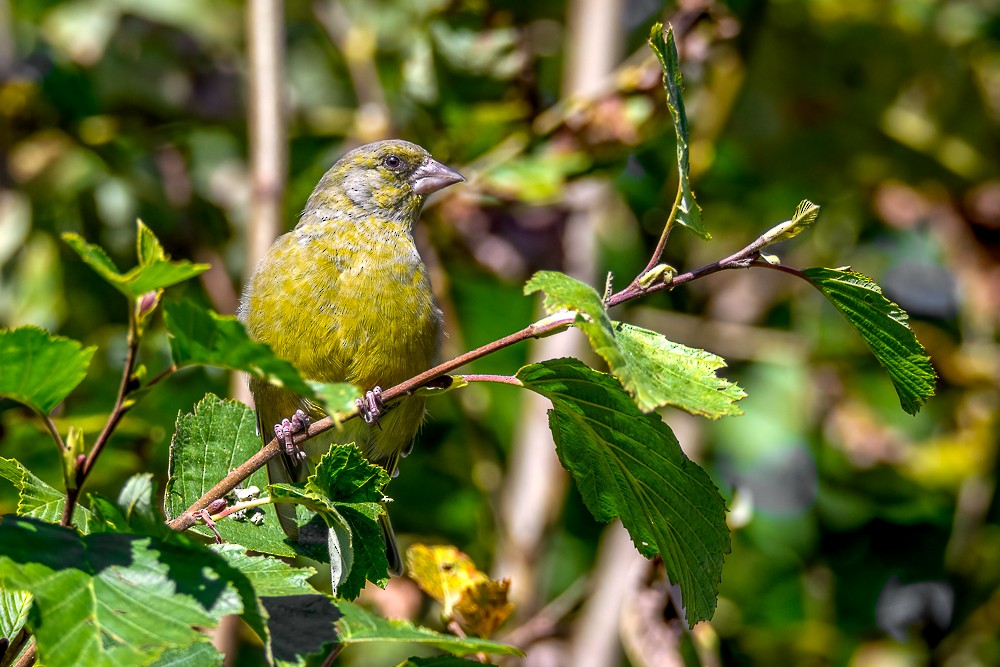 European Greenfinch - Sujan Abu Jafar