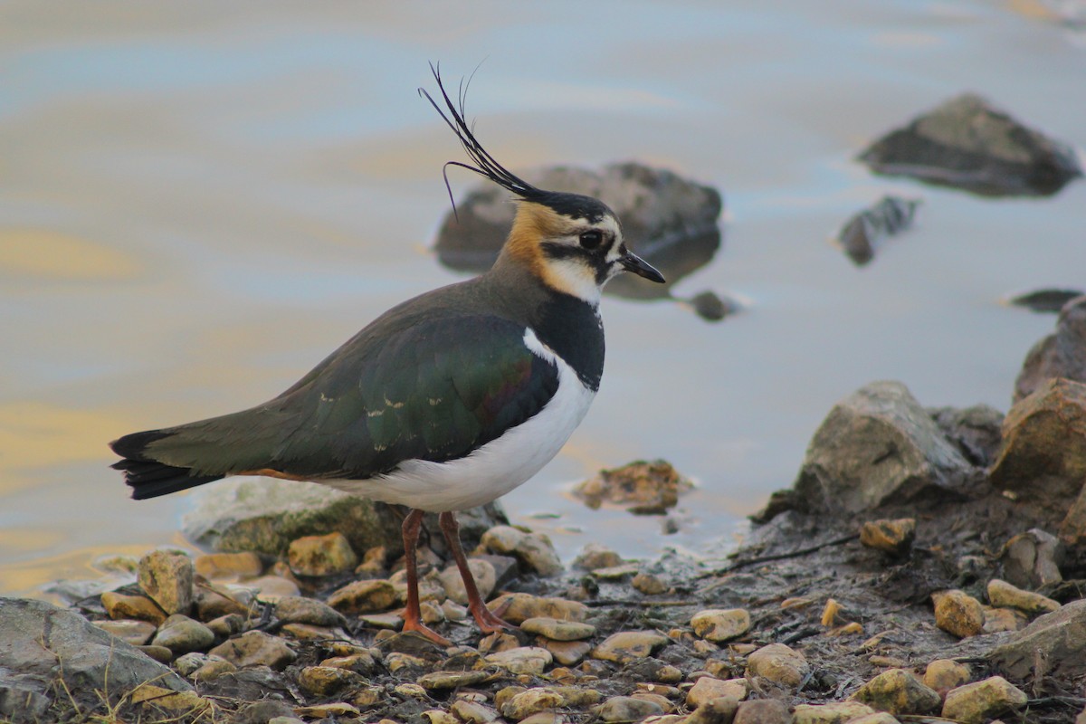 Northern Lapwing - ML48637821