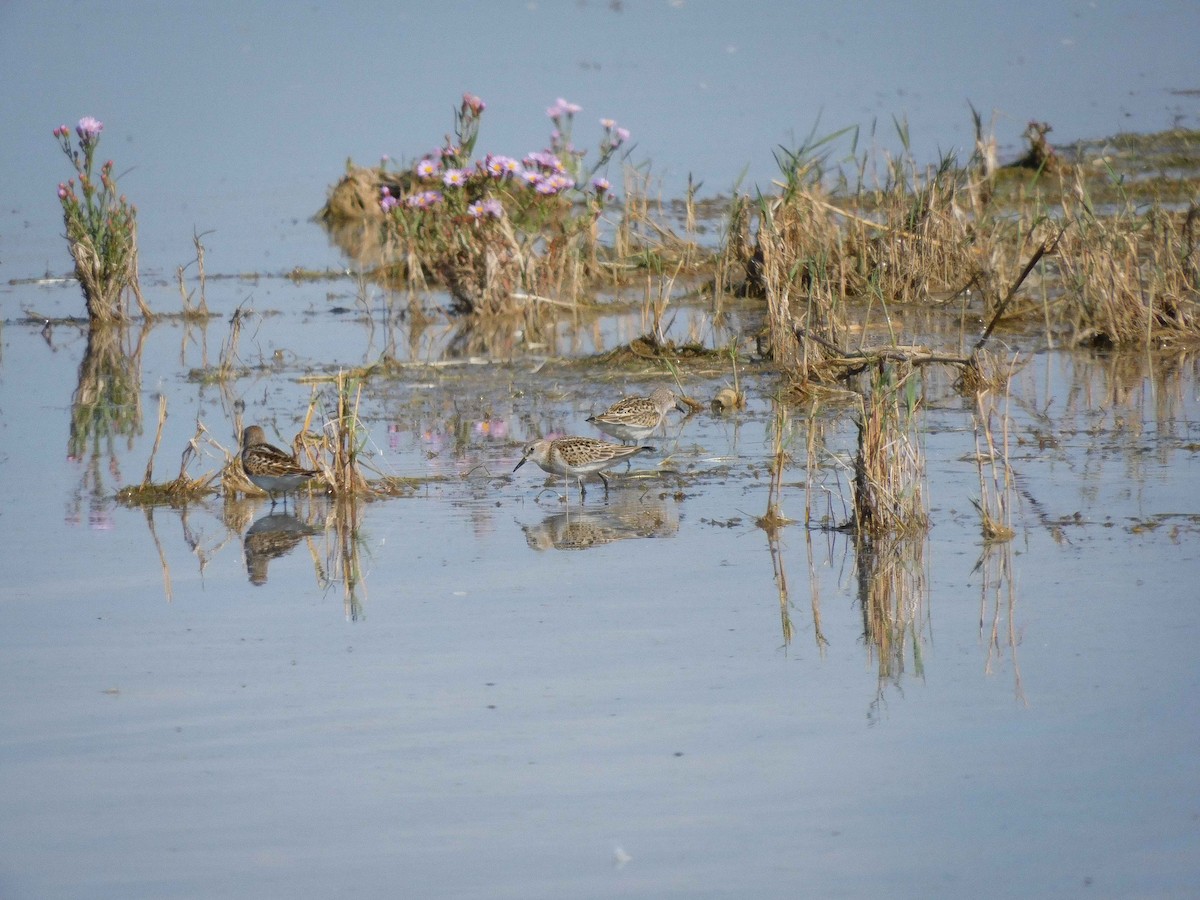 Little Stint - ML486378561