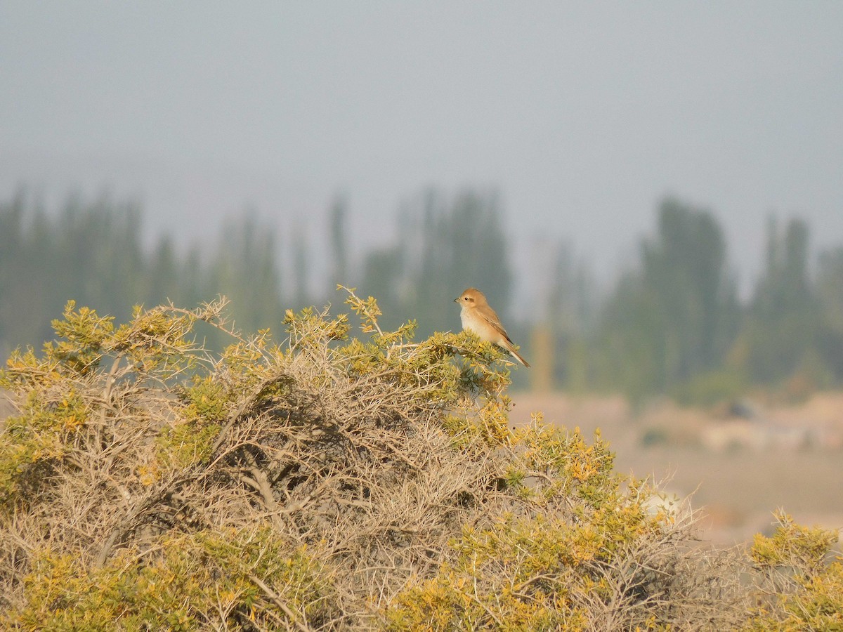 Red-tailed Shrike - ML486379661