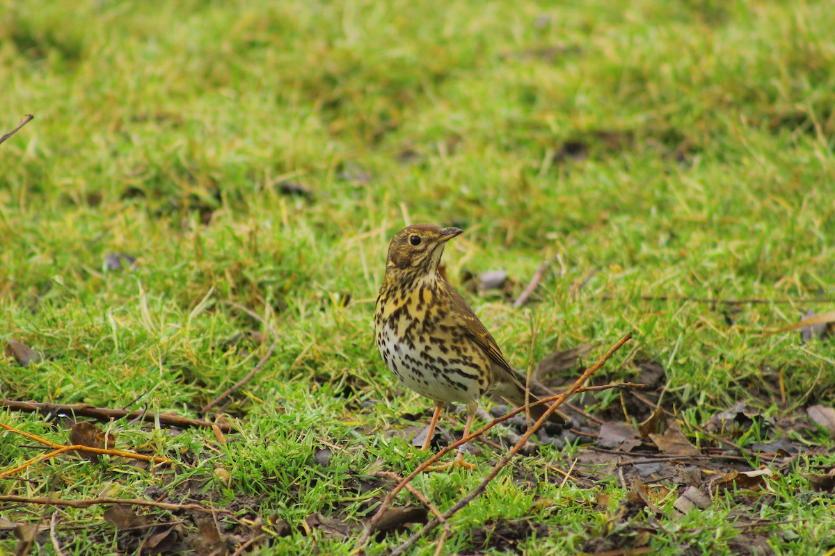 Song Thrush - ML48638101