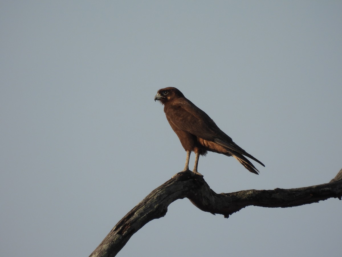 Brown Falcon - ML486382001