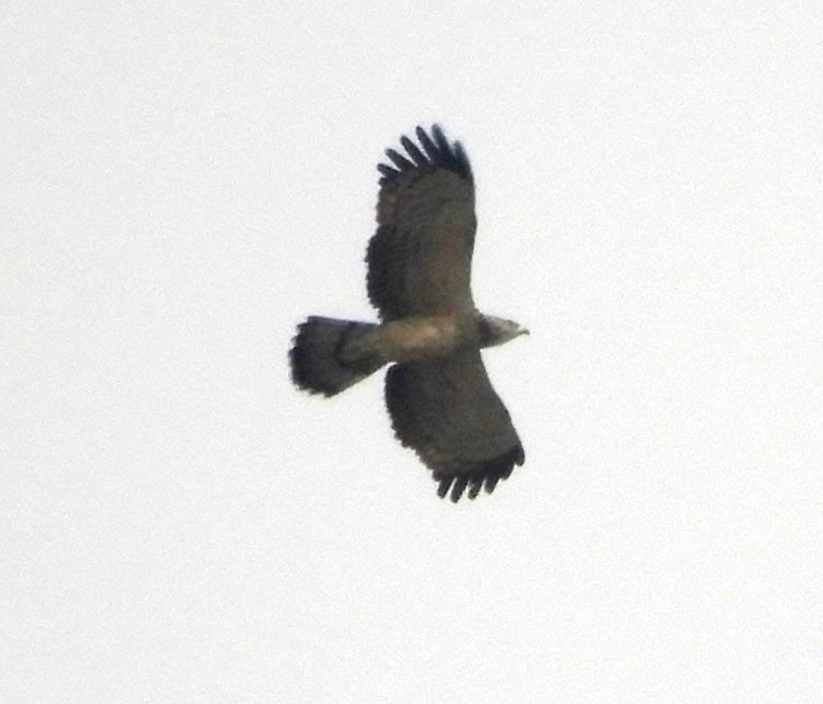 Oriental Honey-buzzard - ML48638241