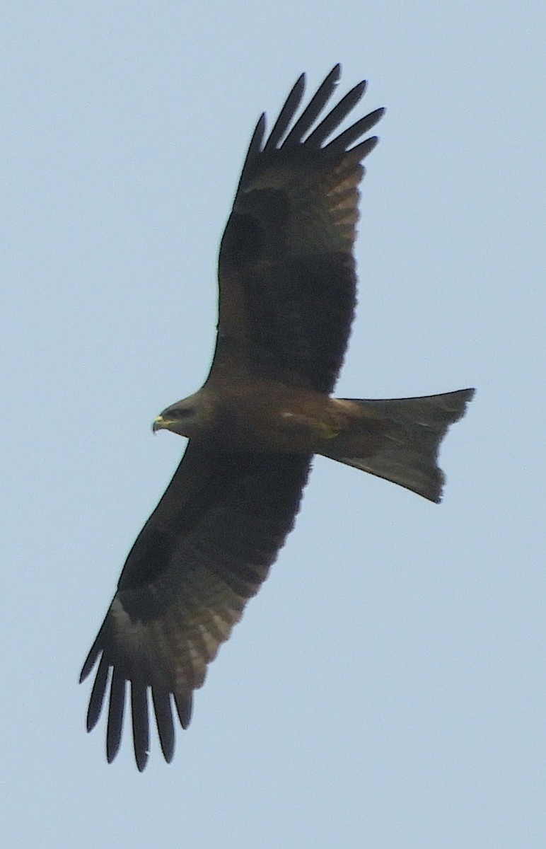 Black Kite - ML48638261