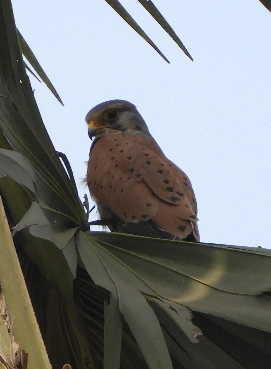 Eurasian Kestrel - ML48638461