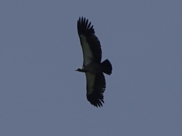 White-backed Vulture - Mike Blancher