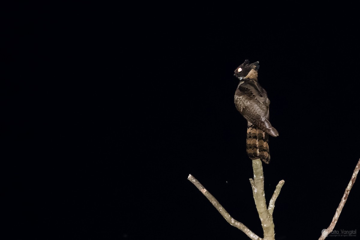 Great Eared-Nightjar - ML48638611