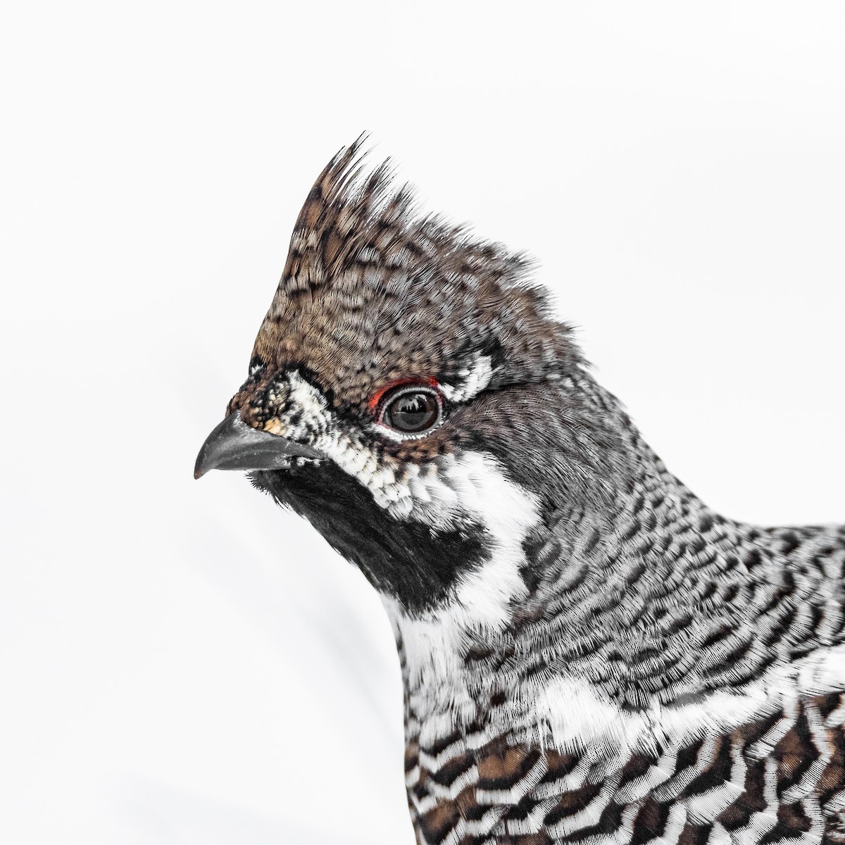 Hazel Grouse - ML486386391