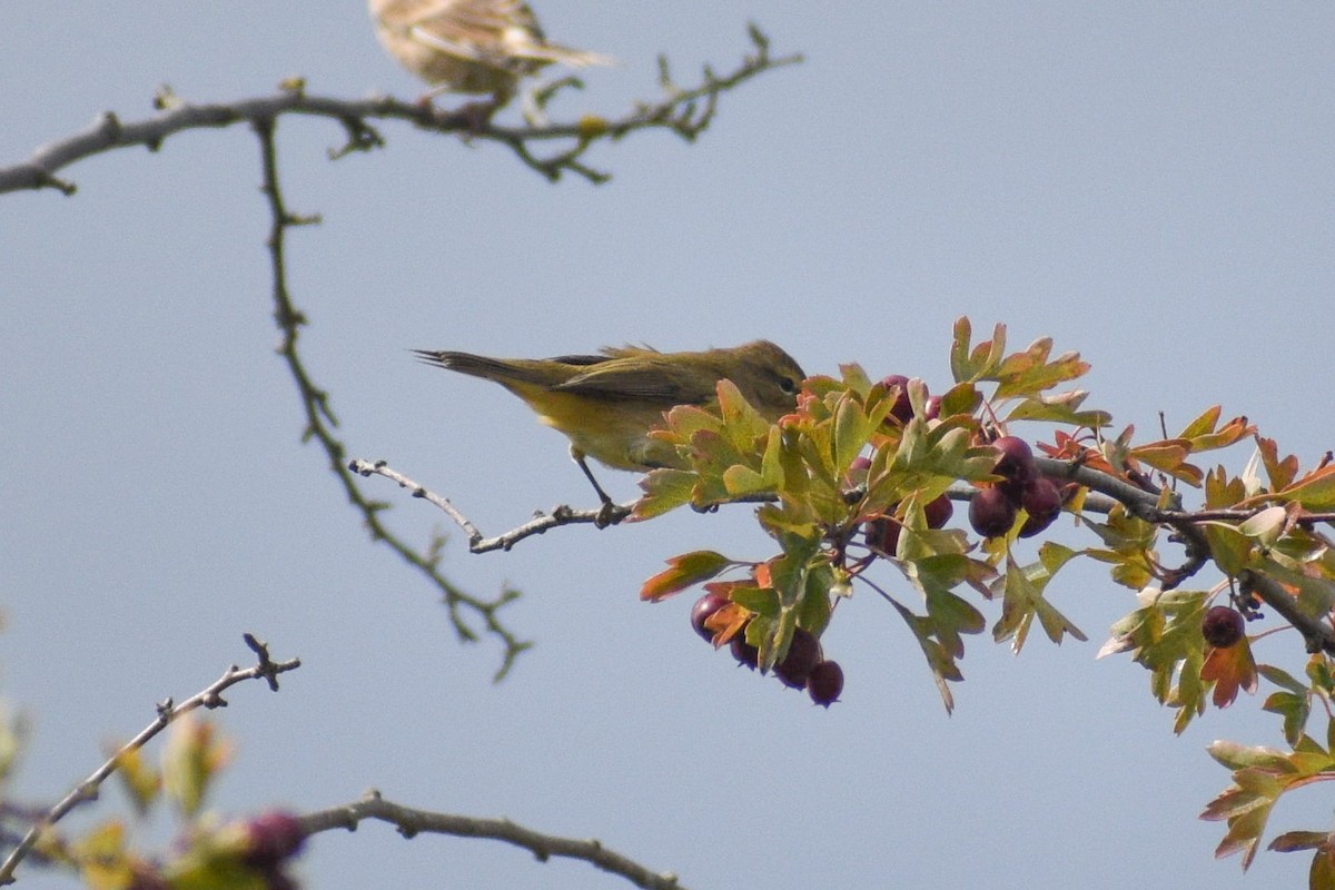 Willow Warbler/Common Chiffchaff - ML486387021