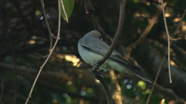 Sahul Cicadabird - ML486388