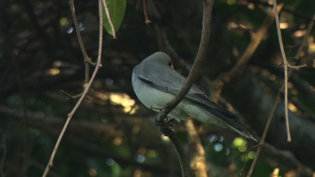 Common Cicadabird (Slender-billed) - ML486388