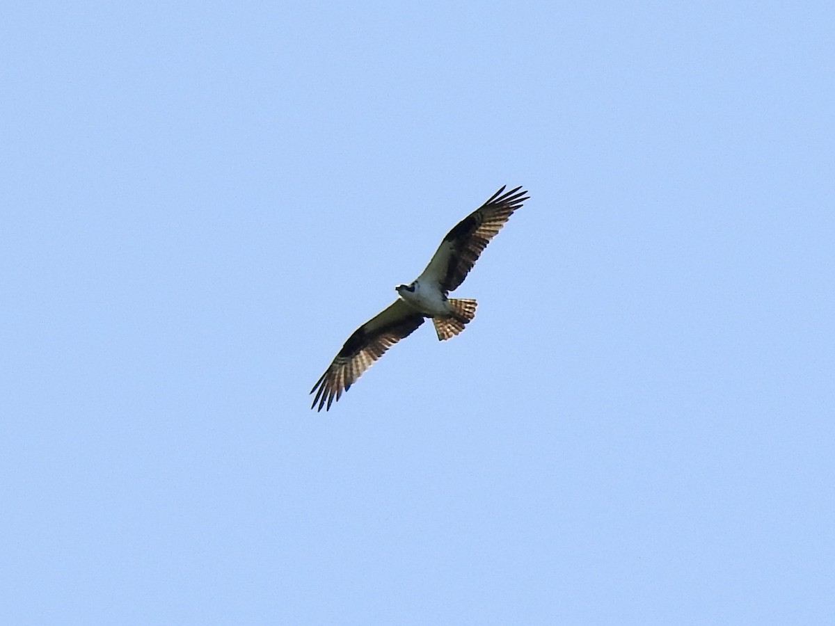 Águila Pescadora - ML486388351