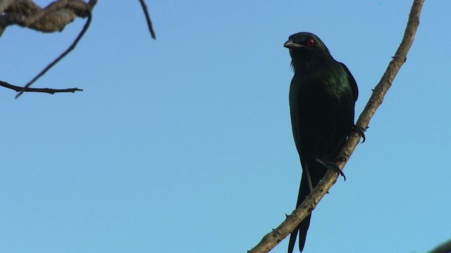 Metallic Starling (Metallic) - ML486389