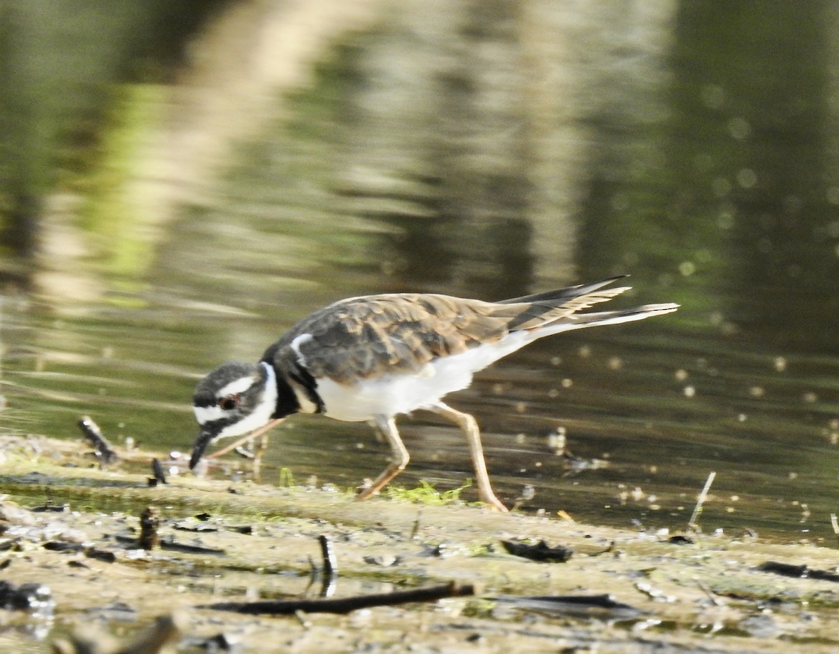 Killdeer - ML486389591