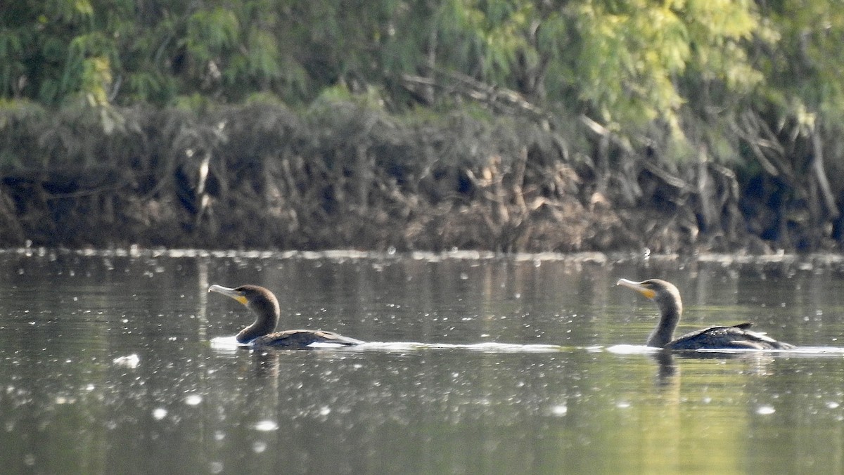 Double-crested Cormorant - ML486389781