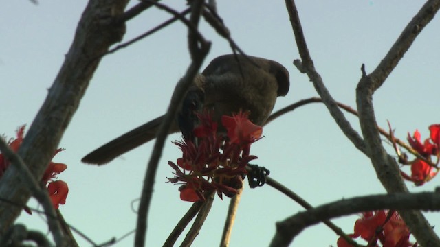 Helmeted Friarbird (Hornbill) - ML486390