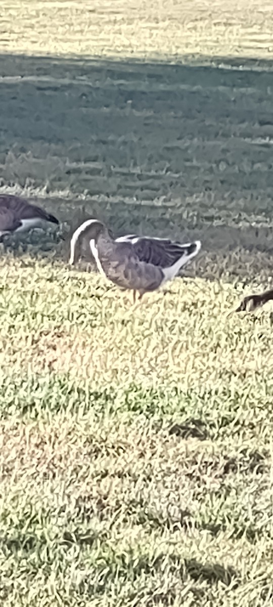 Graylag Goose (Domestic type) - ML486390321