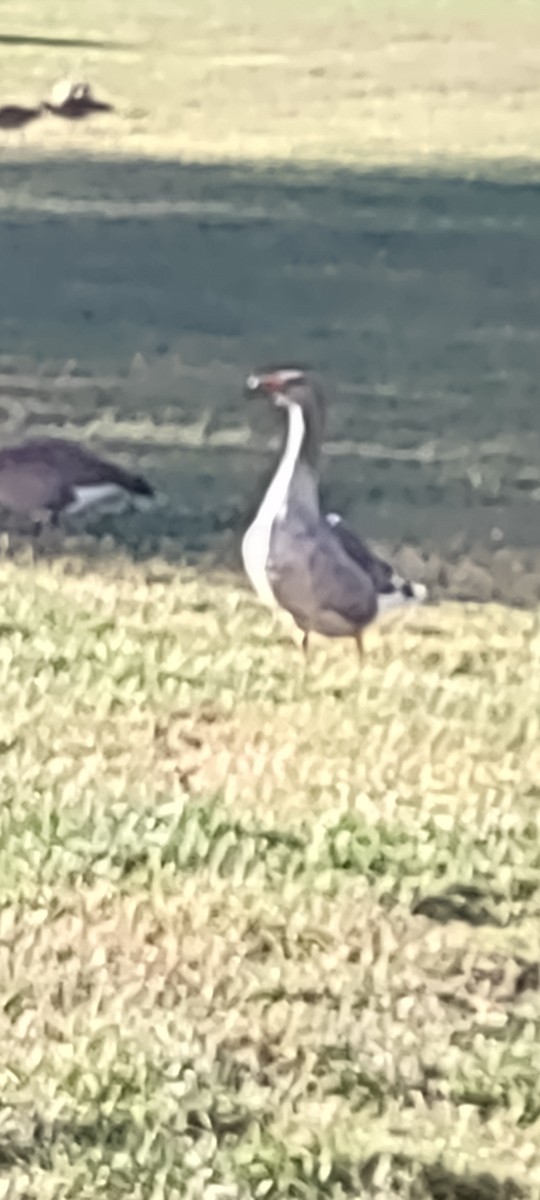 Graylag Goose (Domestic type) - ML486390341