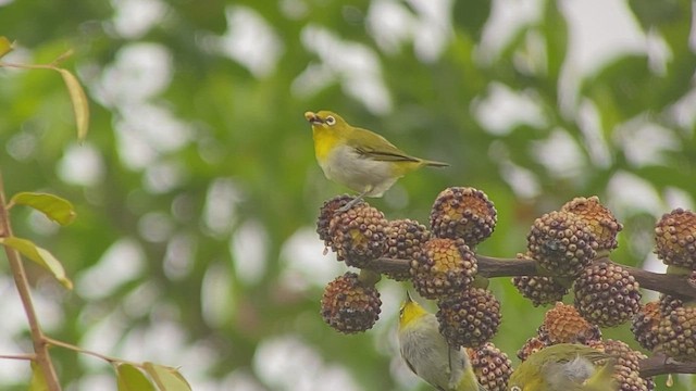 Warbling White-eye - ML486390711