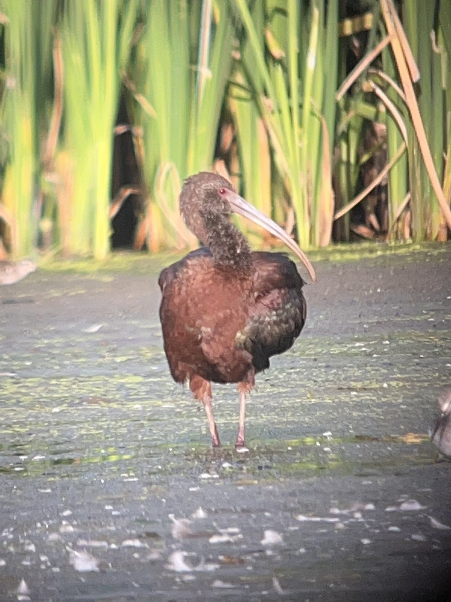 Ibis à face blanche - ML486391321